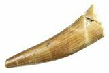 Fossil Plesiosaur (Zarafasaura) Tooth - Morocco #297866-1